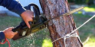 Reliable Kenneth City, FL Tree Services Solutions