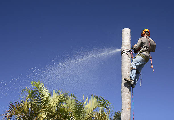 Best Tree Maintenance Programs  in Kenneth City, FL