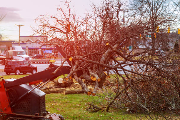 How Our Tree Care Process Works  in  Kenneth City, FL