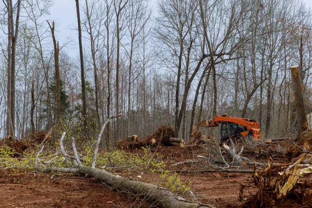 Best Hazardous Tree Removal  in Kenneth City, FL