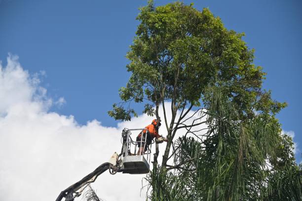 Best Seasonal Cleanup (Spring/Fall)  in Kenneth City, FL