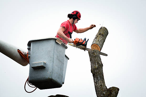 Best Arborist Consultation Services  in Kenneth City, FL